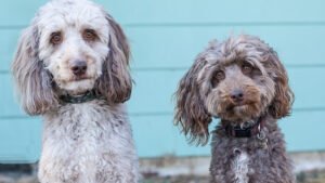 Affinity Pet Services LLC