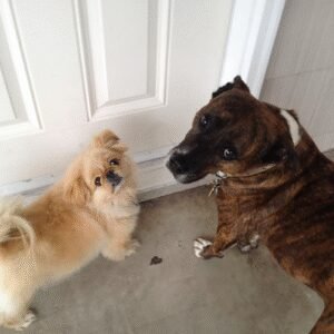 Doggie Joggie