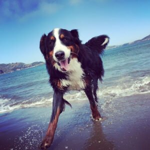 Dogwalks