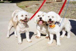 Kat’s K9 City Pet Services