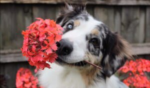 Barking All Of The Way