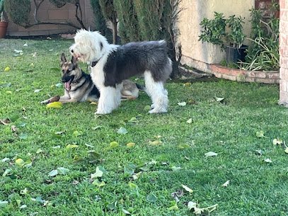 C2Z Dog Pack
