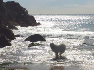 Walk The Dog