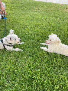 HB Seacliff dog walker & sitter