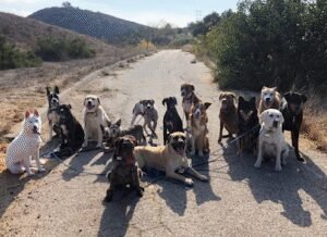 The Dog Hiking Club