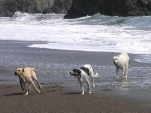 Paws in Motion