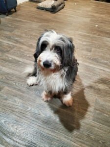 Mighty Pet Services