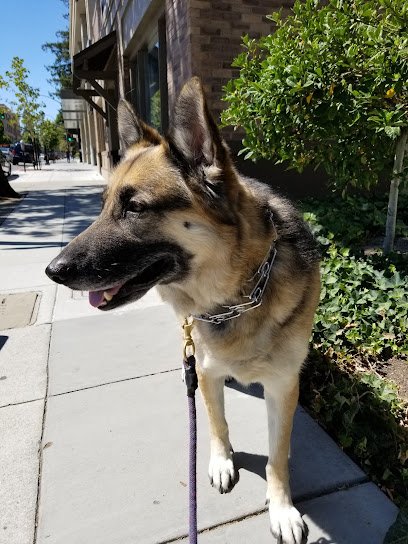 The Fetching Dog