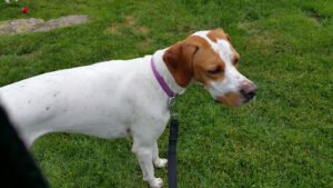 Hooves, Hounds & Whiskers Pet Sitting LLC