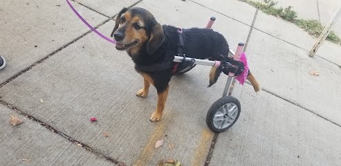 Dog Child, Dog Walking & Pet Care