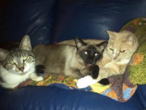Westside PetPals, LLC