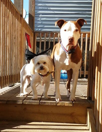 We Let The Dogs Out