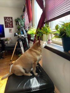 EmBark Animal Club