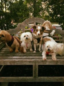 Pups and Pals Pet Care, LLC