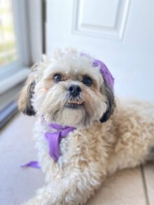 Prance Around Pet Services, Inc.
