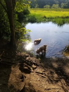 Fresh Trails Pet Services