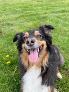 Worcester Dog Walker – The Dog Sensei