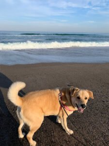 Coastline Dog Walking & In-Home Sitting