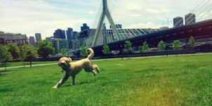 The Fetching Hound