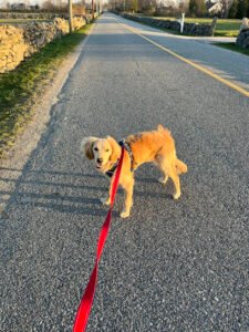 I Walk Pet‚Äôs LLC