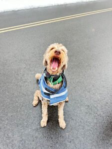 DOG HIKES CAT CARE