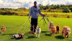 Wag-N-Walk Dog Walking & Pet Sitting