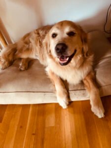 Full Service Pet Care Providers by Scott N Judie at KMT Pet Care