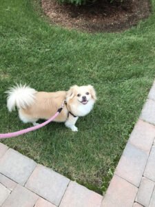 Paws About Town