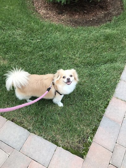 Paws About Town