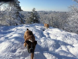 Melrose Dog Walking