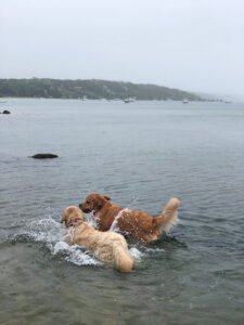 M.V. Wag for Walks