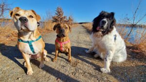 The Dog Walkah