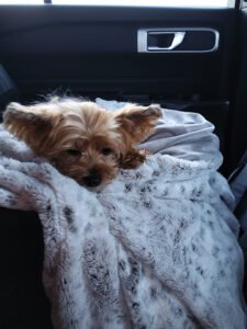 gizmo pupps