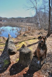 Fresh Air Pet Services