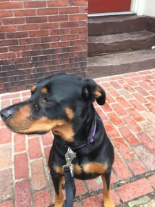 iWillWalkBoston, LLC