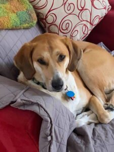 Wiggles & Jiggles Pet Care