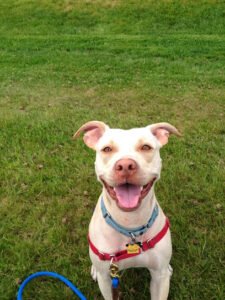 Doggie Au Pair