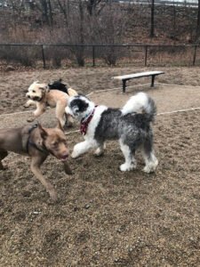 No Dog Too Small…Dog Walking and Pet Sitting,LLC.