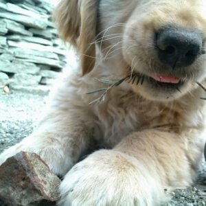 Professional Pet Services of Salem, LLC.