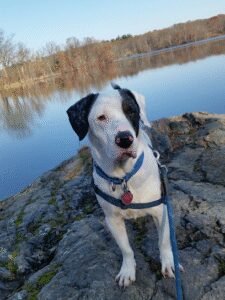 Lucky Lucy’s Pets – Dog Walking and Pet Care Servicing Medford and Surrounding Towns