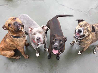 Boston Dog Walks