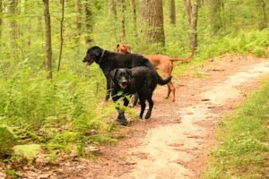 Walkabout Dogs Walking Service