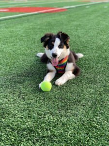 Back Bay Bark