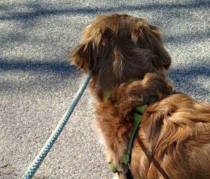 Sunshine and Daydream Dog Services LLC