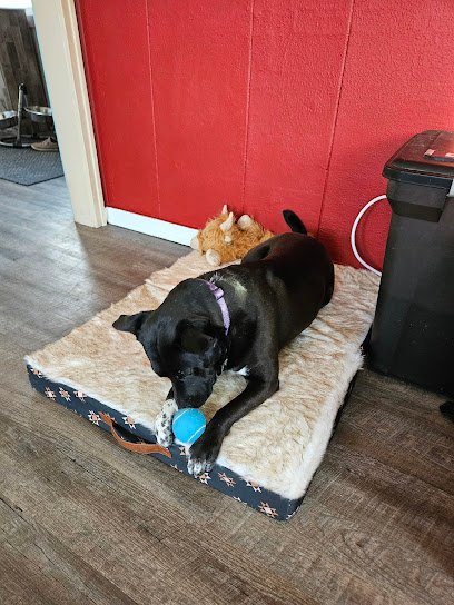 Daisy’s Dog Care Services LLC