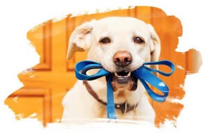 Jack‚Äôs Dog Walker‚Äôs