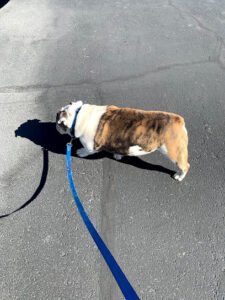 We Care Pet Services