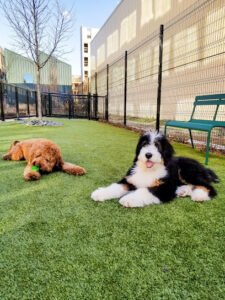 The Furry Best Pet Care