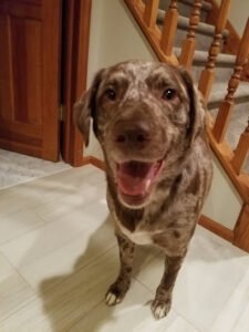 Marion’s Mutts and More, Mobile Dog walking and Pet sitting Services
