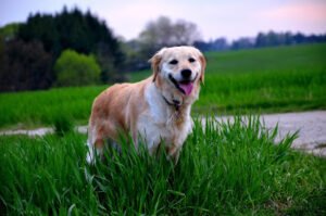 Outpaws Dog Walking